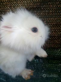 Conigli testa di leone stupendi