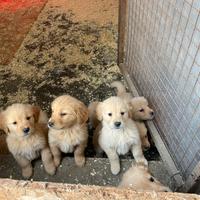 Cuccioli Golden Retriever Pedigree