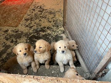 Cuccioli Golden Retriever Pedigree