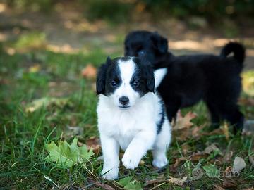 Cuccioli mini maschi due mesi