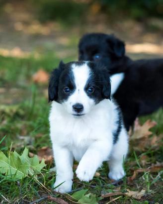Cuccioli mini maschi due mesi