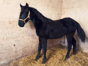 Cavallo Puledro Murgese