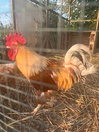 Gallo di ovaiola