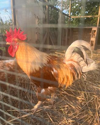 Gallo di ovaiola