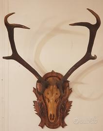 Trofei vari di animali