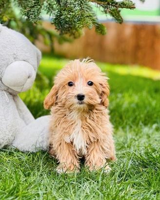 Maltipoo toy