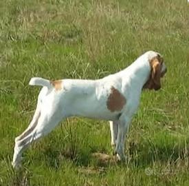 bracco italiano