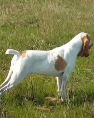 bracco italiano
