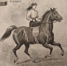 Pubblicità Ritaglio originale da rivista 1898 clip