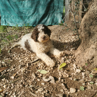Cuccioli di Lagotto romagnolo