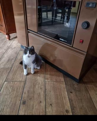 stufa cucina idro a legna 24 kw