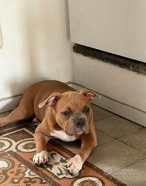 American bully