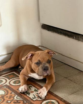 American bully