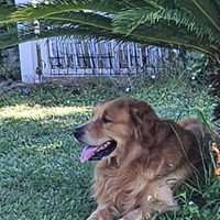 GRATIS Monta Golden retriever americano pedigree