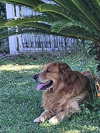 GRATIS Monta Golden retriever americano pedigree