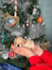Maltipoo splendidi genitori testati e con pedigree