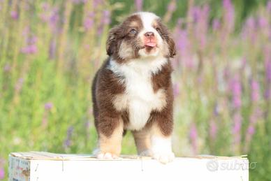 Miniature american shepherd