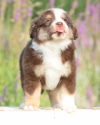Miniature american shepherd