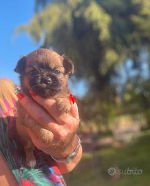 Cucciolo chihuahua maschio pelo lungo