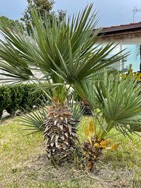 Palma Chamaerops humilis