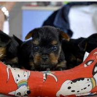 Yorkshire toy maschio ultimo