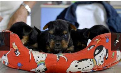 Yorkshire toy maschio ultimo