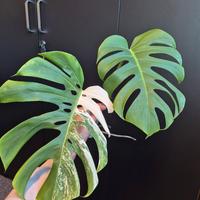 Monstera Deliciosa Variegata 