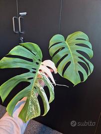 Monstera Deliciosa Variegata 