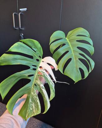 Monstera Deliciosa Variegata 