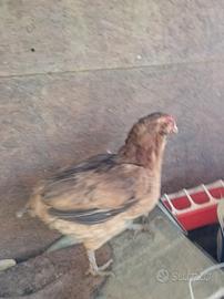 Gallina araucana