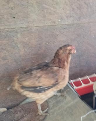 Gallina araucana