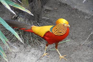 Fagiani dorati e venerati