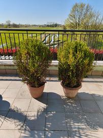 Piante di Cipresso in vaso.