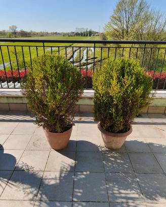 Piante di Cipresso in vaso.