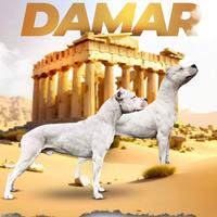 Cucciolo di Dogo Argentino