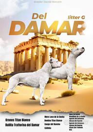 Cucciolo di Dogo Argentino