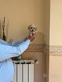 Maltipoo Mini mini toy