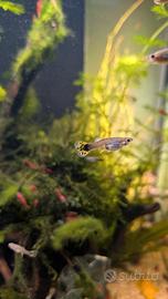 Pesci Guppy pinna gialla e neocaridine red Cherry