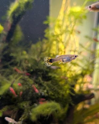 Pesci Guppy pinna gialla e neocaridine red Cherry