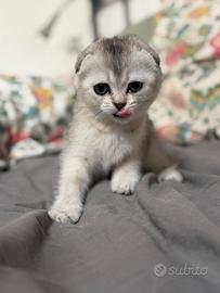Scottish fold