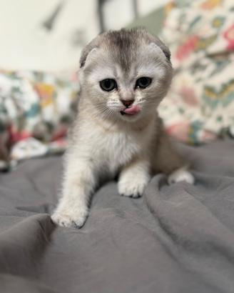 Scottish fold