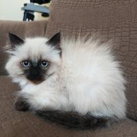 Gatti persiani Himalayani