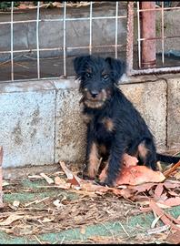 jagd terrier 