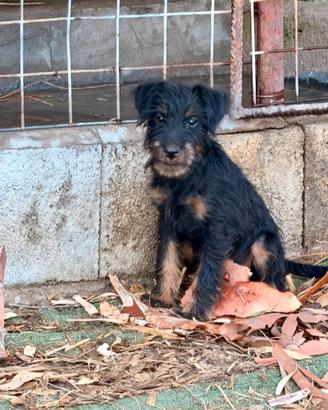 jagd terrier 