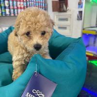 Cuccioli di barboncino crema