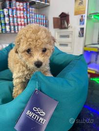 Cuccioli di barboncino crema