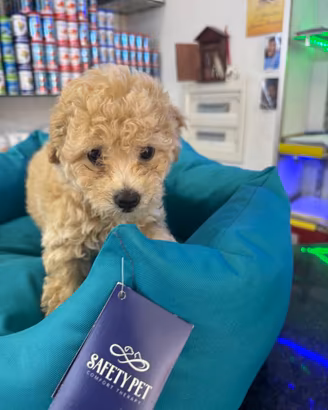 Cuccioli di barboncino crema