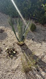Piante