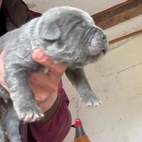 Cuccioli cane corso
