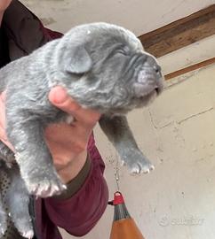 Cuccioli cane corso